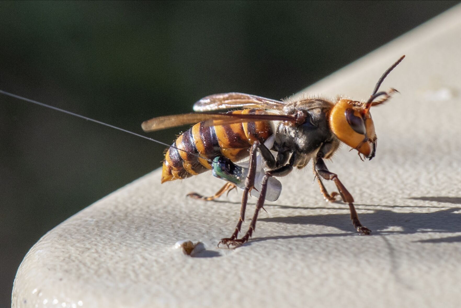 Murder Hornets Nest
